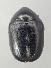 Orphilus subnitidus