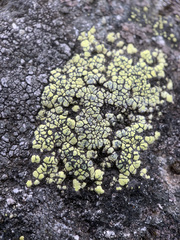 Rhizocarpon geographicum