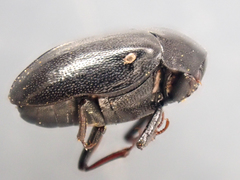 Orphilus subnitidus
