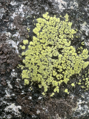 Rhizocarpon geographicum