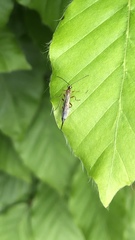 Tromatobia lineatoria