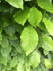 Tromatobia lineatoria