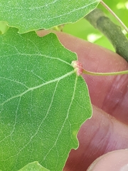 Eriophyes diversipunctatus