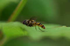 Episyrphus balteatus