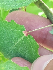 Eriophyes diversipunctatus