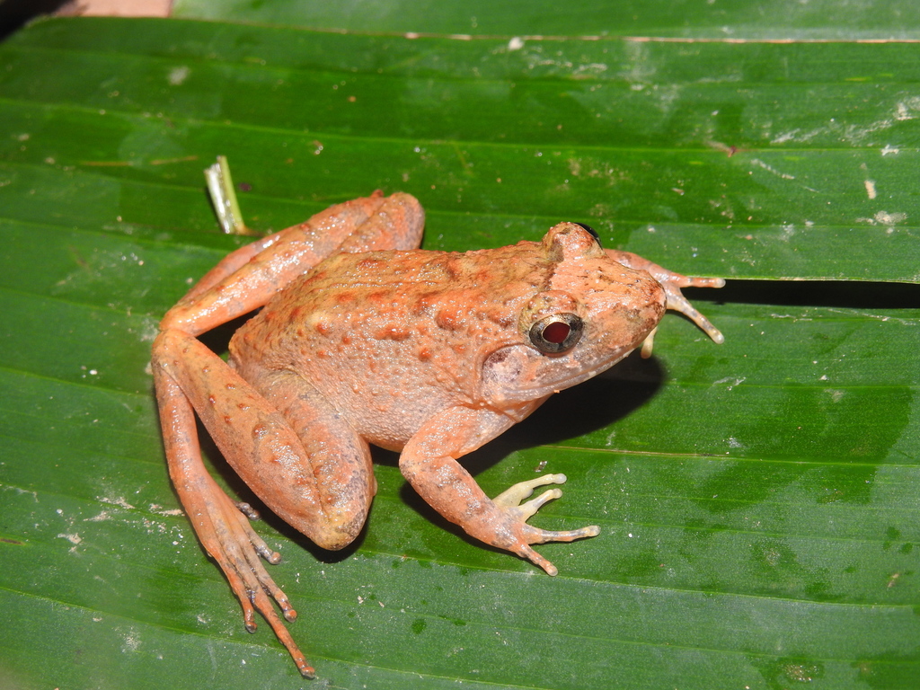 Indonesia Wart Frog