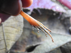 Limnonectes microdiscus