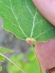 Eriophyes diversipunctatus