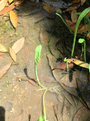 Lilaeopsis carolinensis