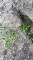 Clematis ligusticifolia