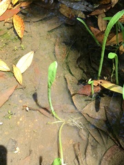 Lilaeopsis carolinensis