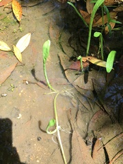 Lilaeopsis carolinensis