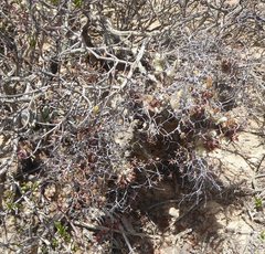 Tylecodon reticulatus