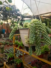 Sedum burrito
