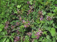 Astragalus buschiorum