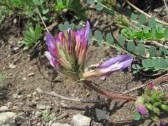 Astragalus buschiorum