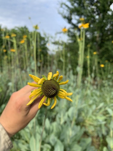 Rudbeckia maxima