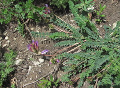 Astragalus buschiorum