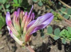 Astragalus buschiorum