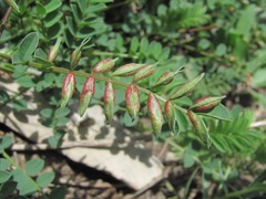 Astragalus buschiorum