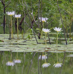 Nymphaea elegans