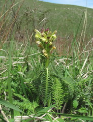 Pedicularis sibthorpii