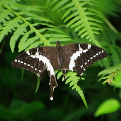 Papilio delalandei