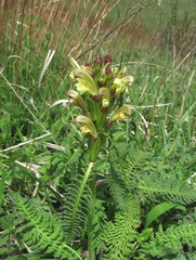 Pedicularis sibthorpii
