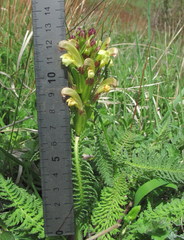 Pedicularis sibthorpii