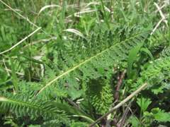 Pedicularis sibthorpii