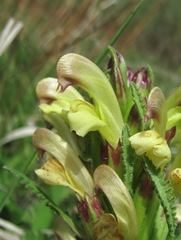 Pedicularis sibthorpii