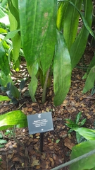 Dracaena cantleyi
