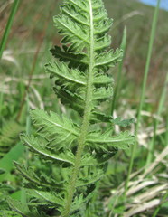 Pedicularis sibthorpii