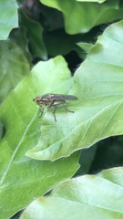 Scathophaga stercoraria