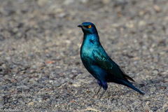 Lamprotornis chloropterus