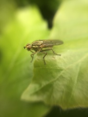 Scathophaga stercoraria