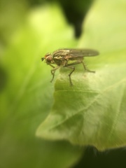 Scathophaga stercoraria