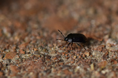 Canthophorus maculipes