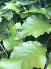 Scathophaga stercoraria