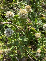 Spermacoce verticillata