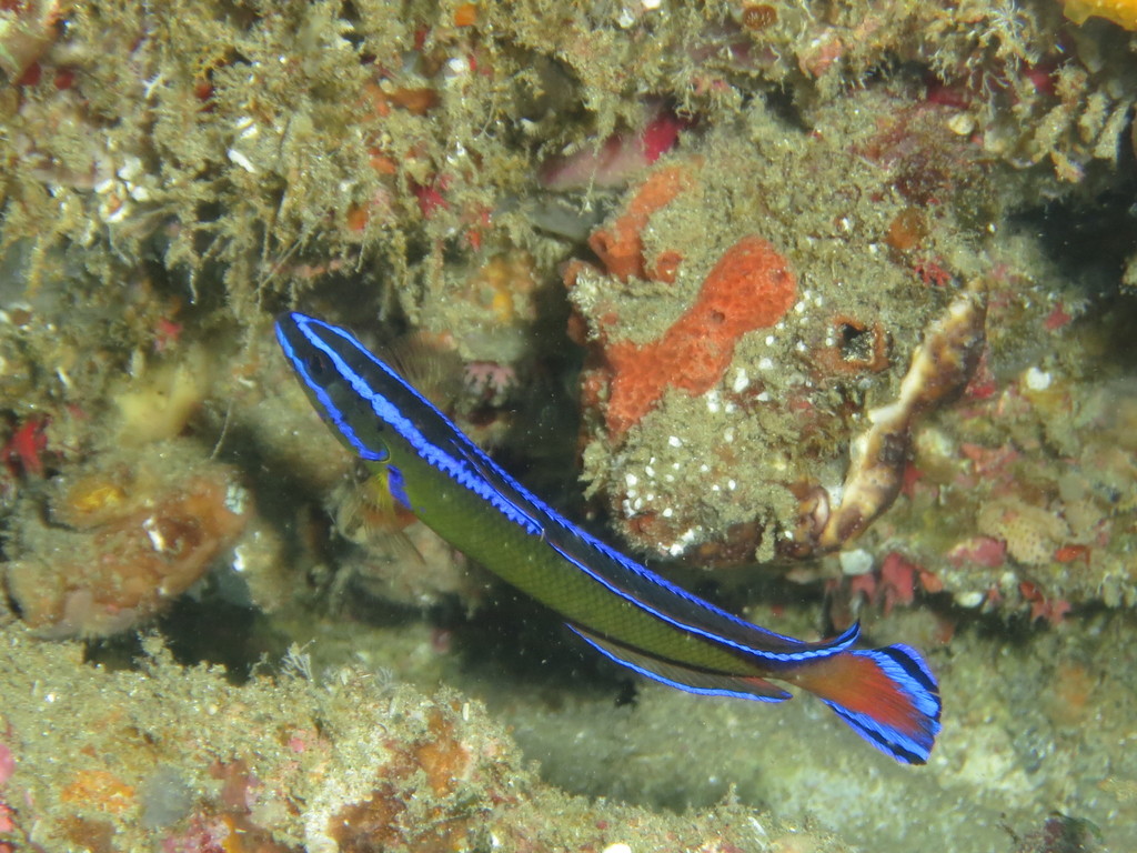 Du Toit's dottyback (Pseudochromis dutoiti) — Pseudochromidae