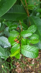 Tetracera indica