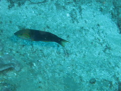 Thalassoma genivittatum