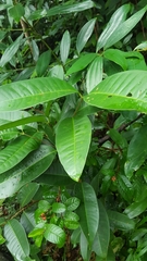 Tetracera indica