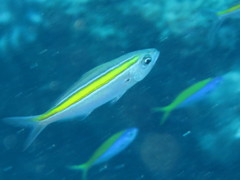 Caesio xanthalytos