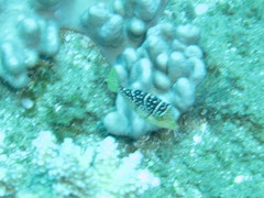 Paraluteres prionurus