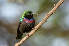 Cinnyris mariquensis