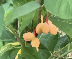 Oemleria cerasiformis