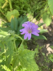 Geranium gracile