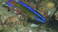 Pseudochromis dutoiti